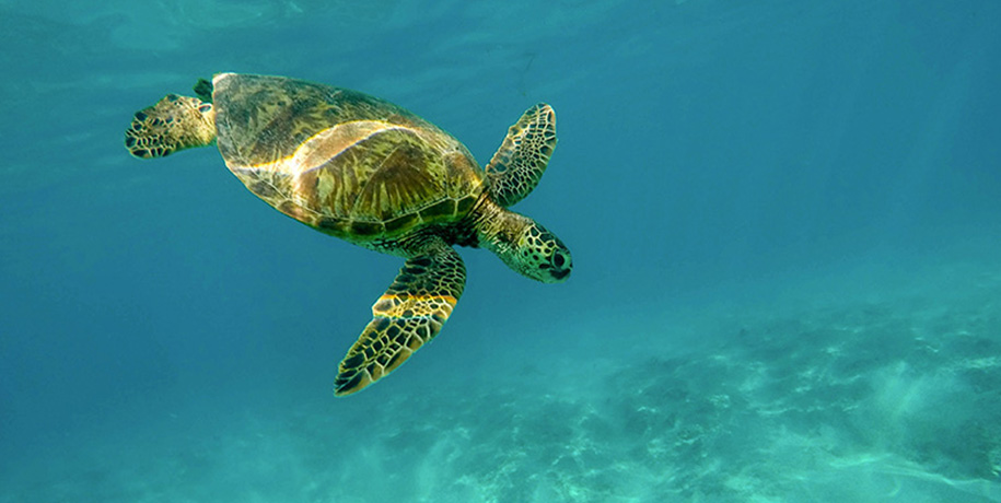 underwater sea turtle