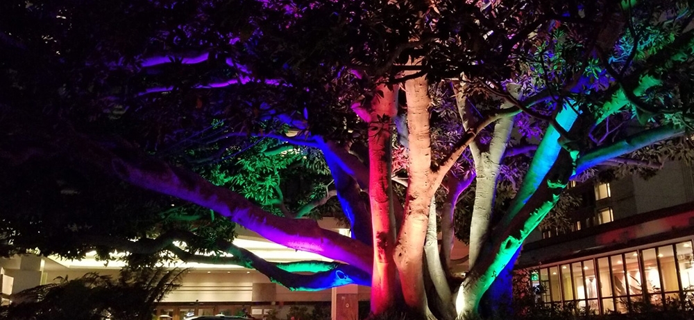 fig tree illuminated with rainbow light