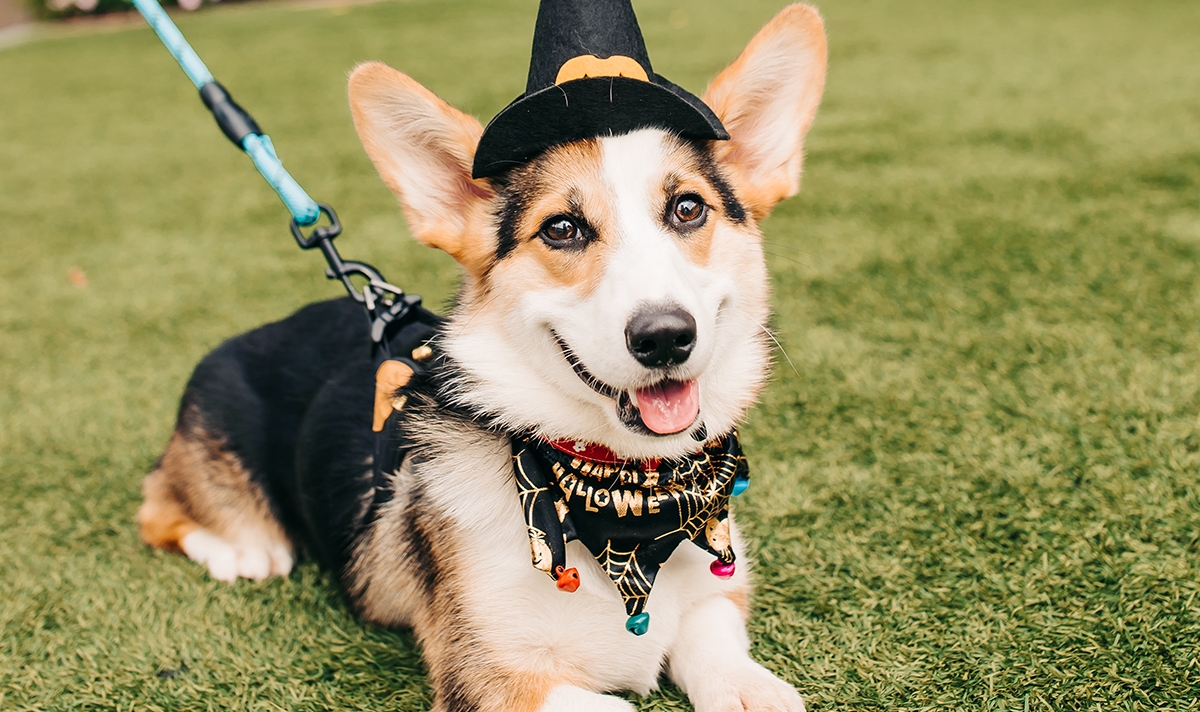 dog dressed in a witch costume for halloween
