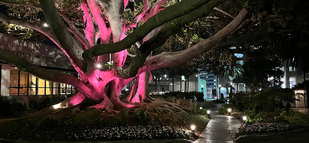fig tree in a pink spotlight