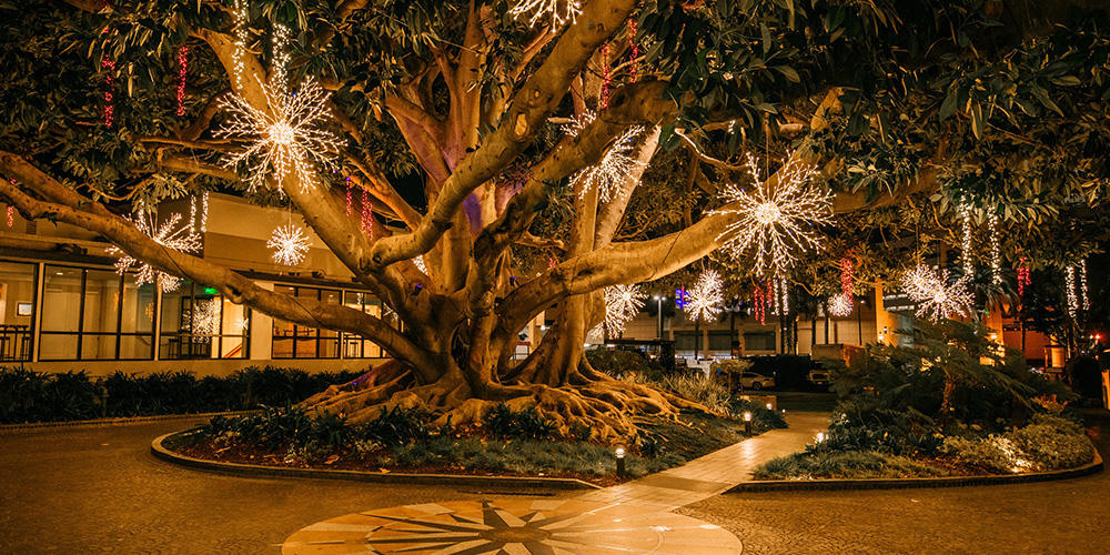 fig tree decorated for christmas