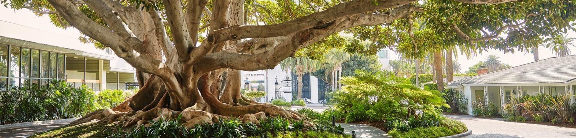 large fig tree in a courtyard
