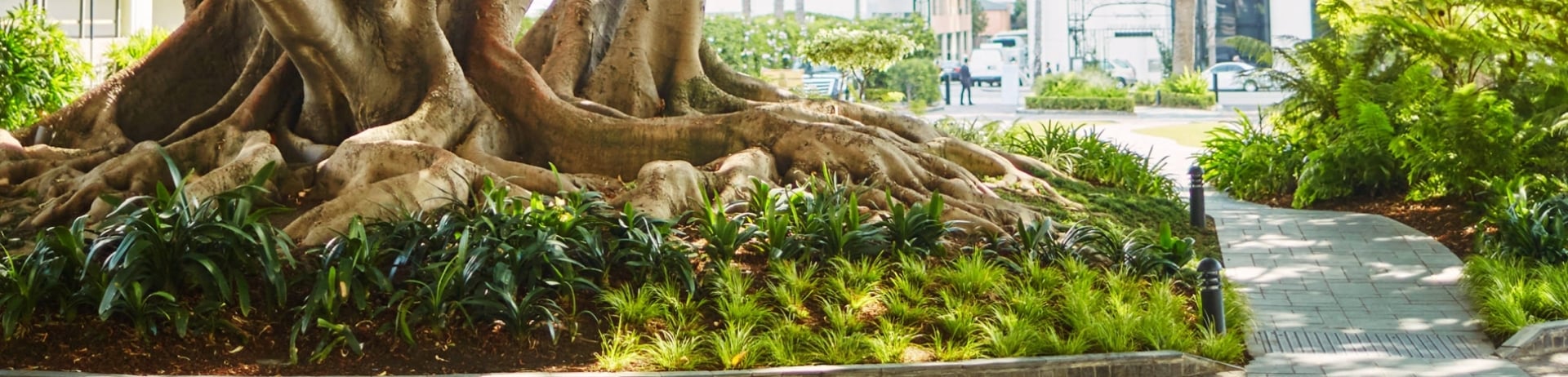 Fairmont Miramar - Fig Tree