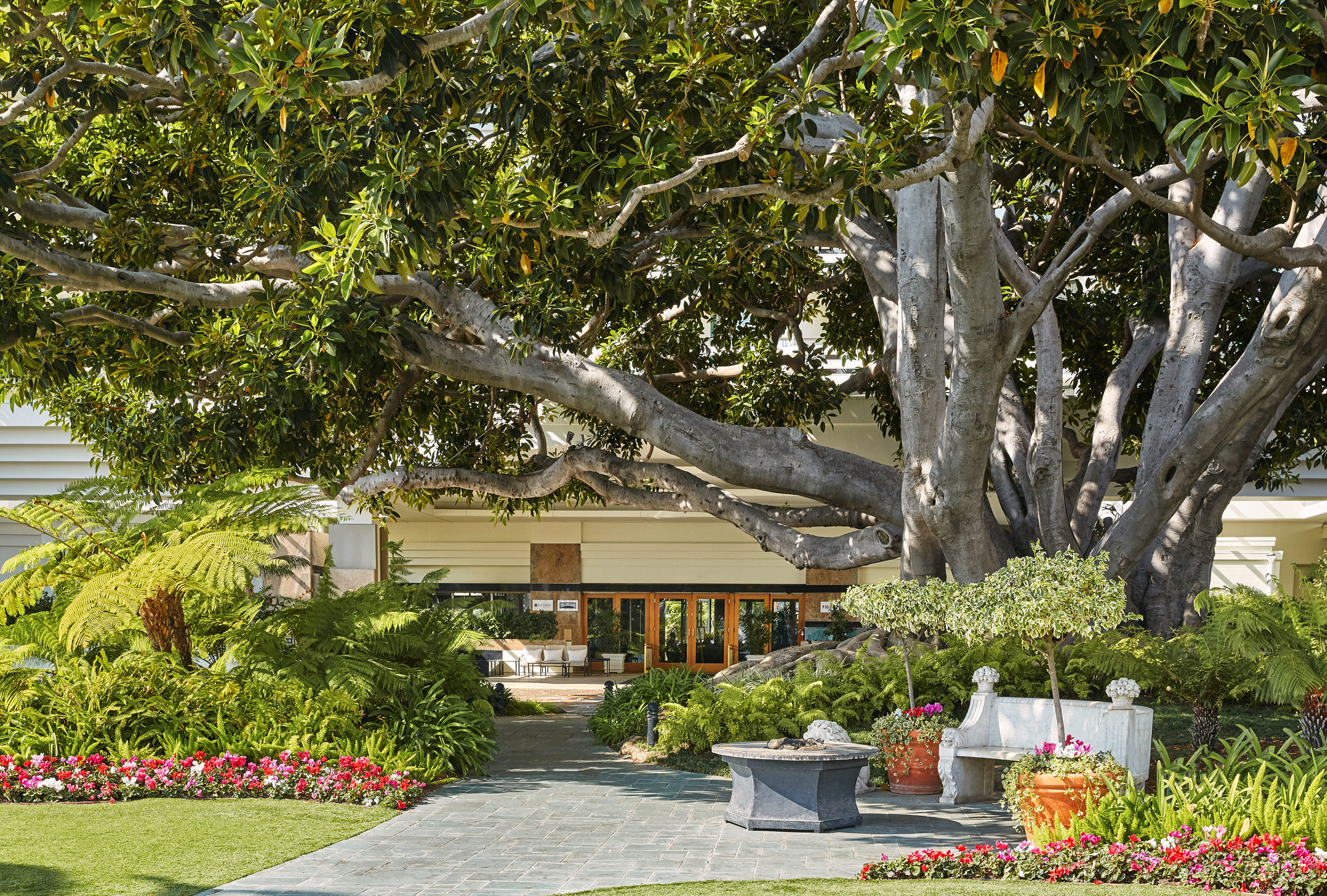 Fairmont Miramar - Fig Tree