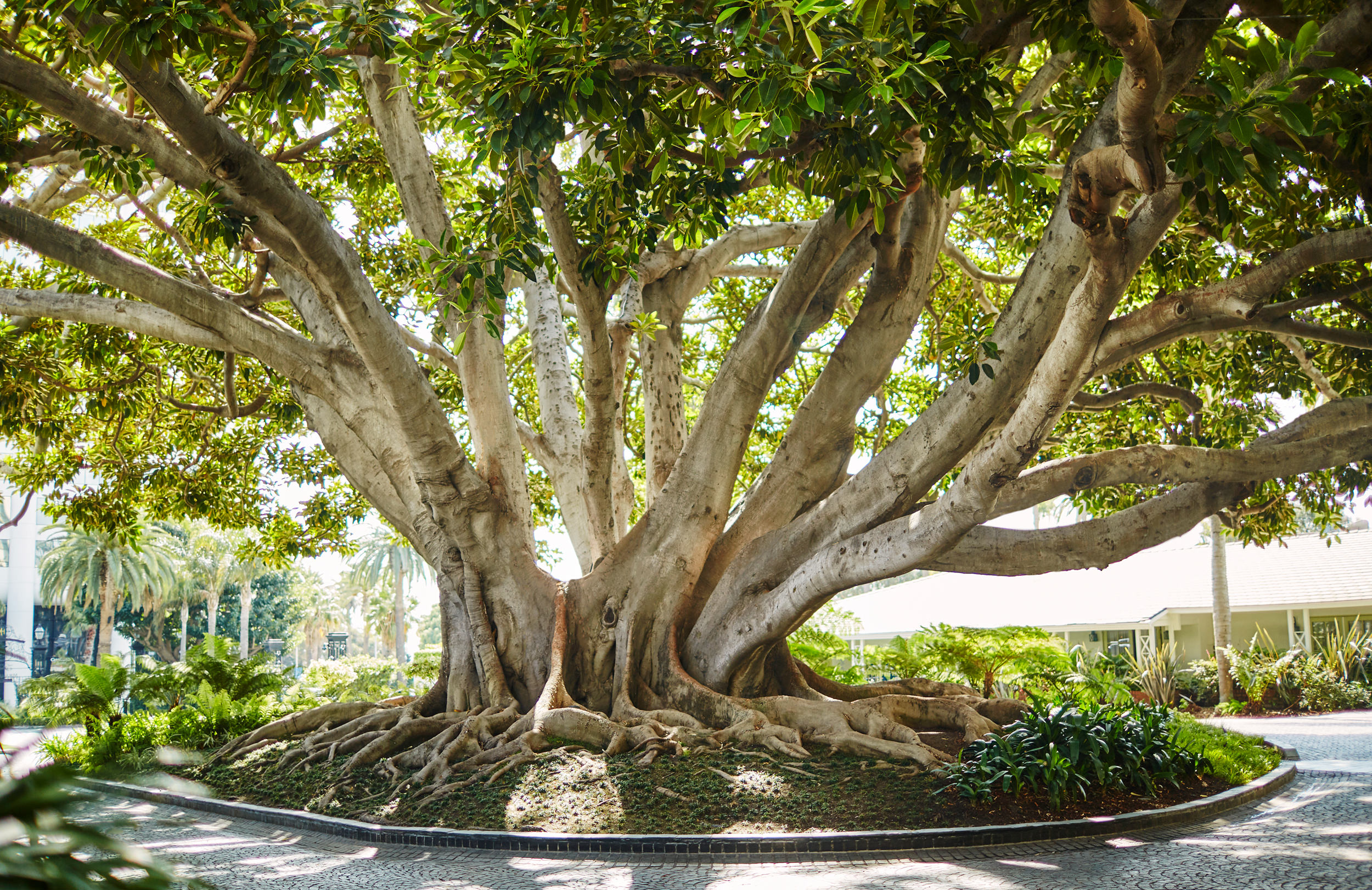 Fairmont Miramar - Fig Tree