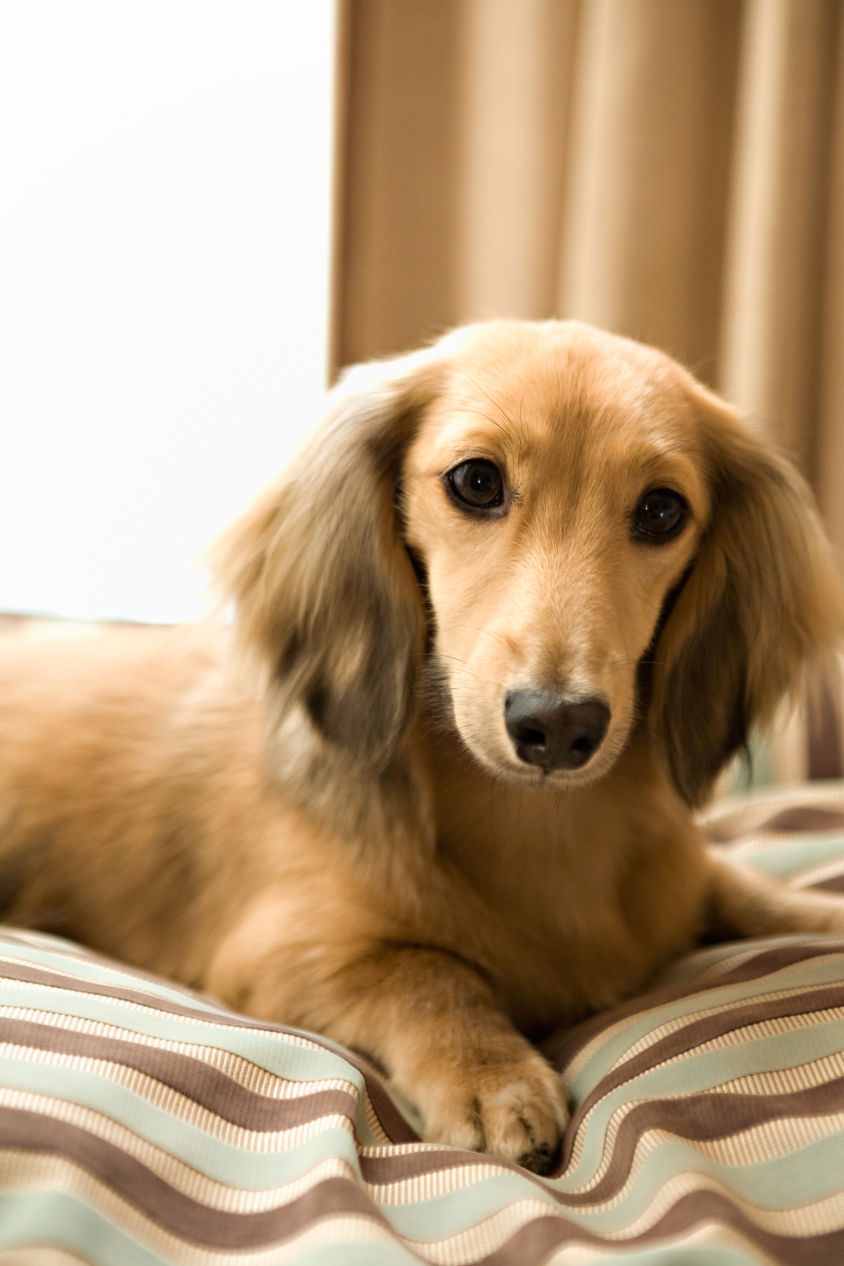 cute puppy dog