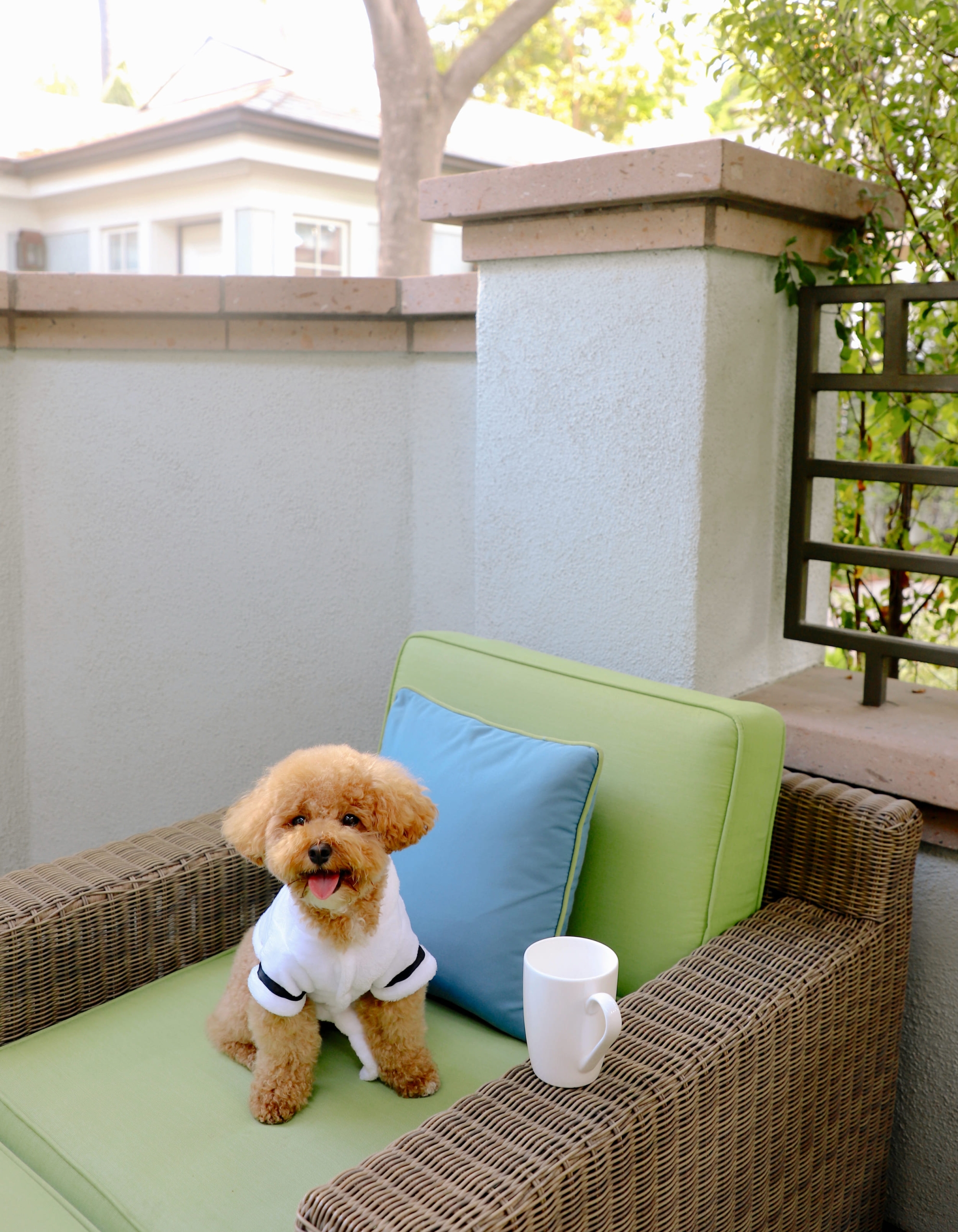 small dog next to a cup of coffee