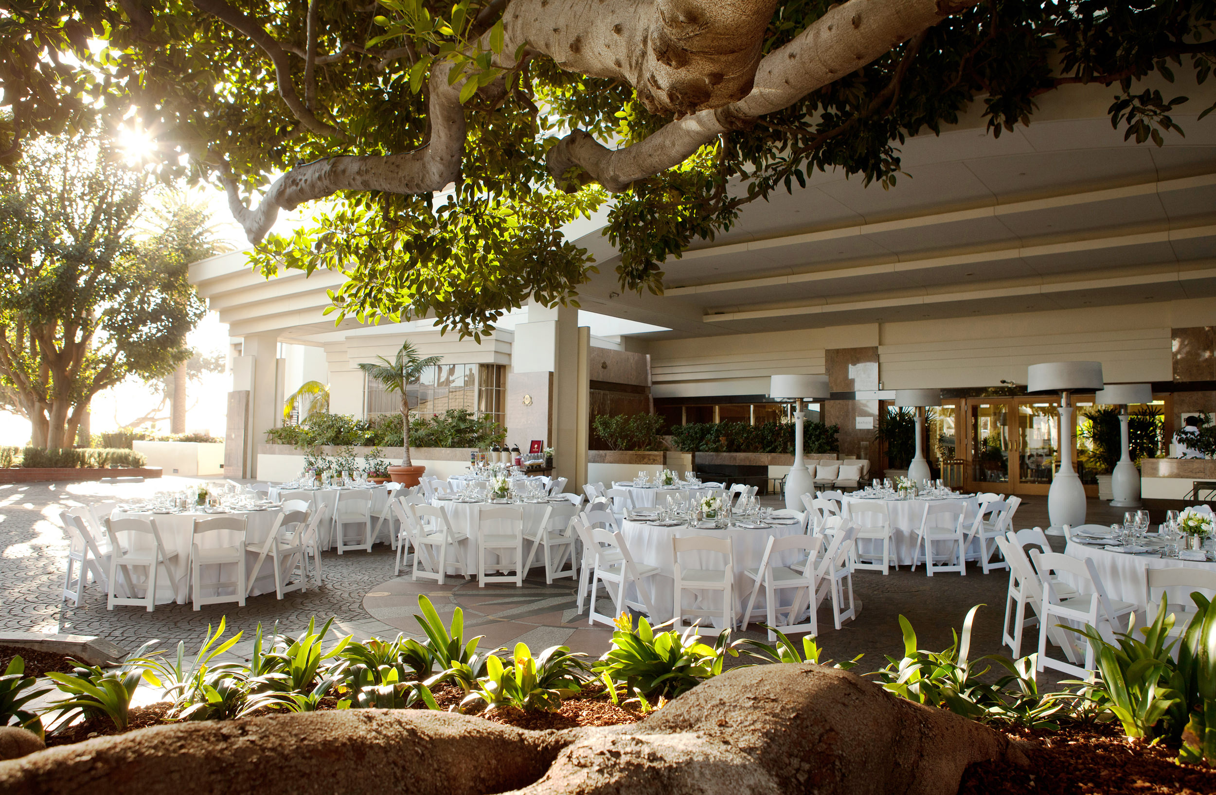 Banquet hall organized around a large tree