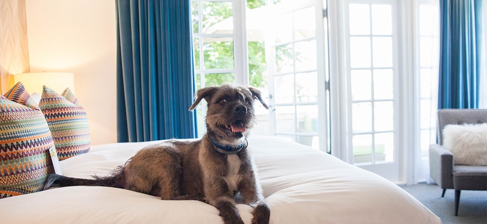 large grey dog on a bed
