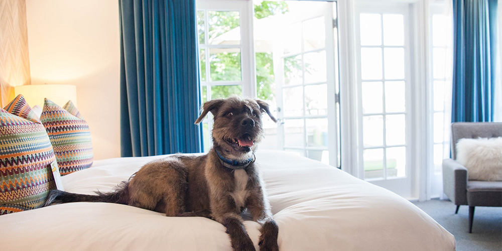 large grey dog on a bed