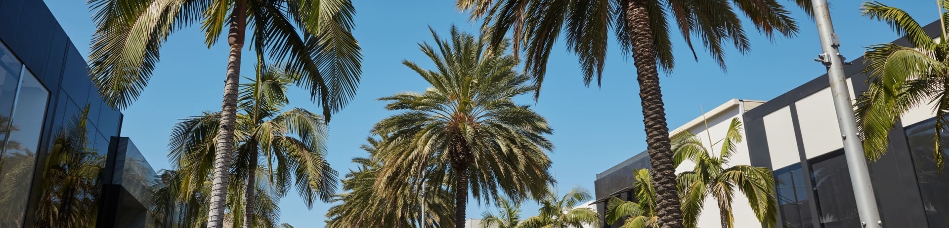 rodeo drive with palm tress