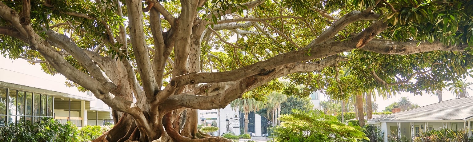 moreton bay fig tree