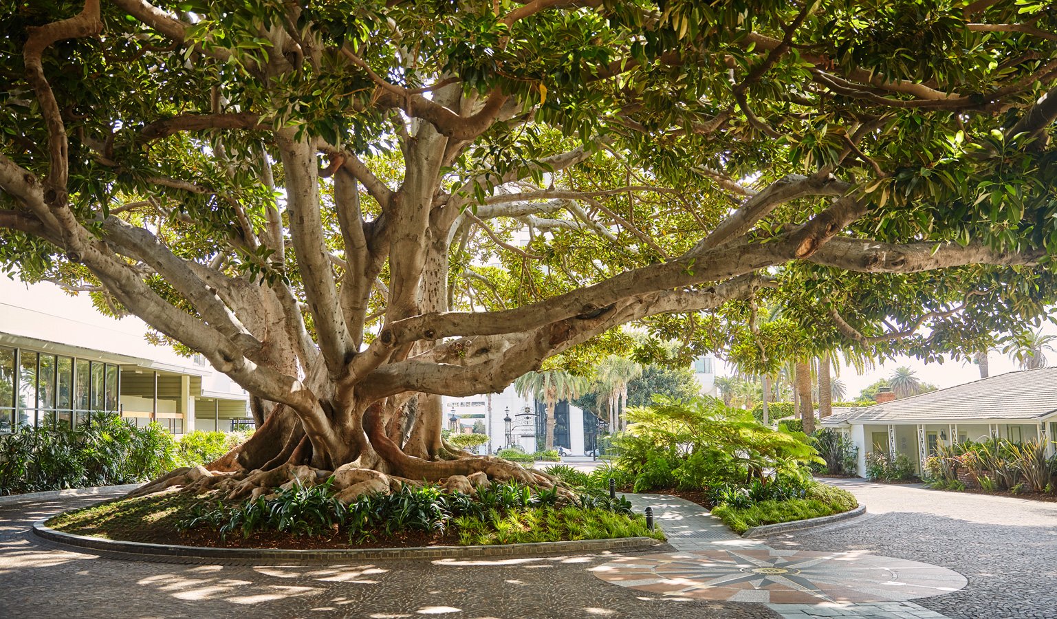moreton bay fig tree