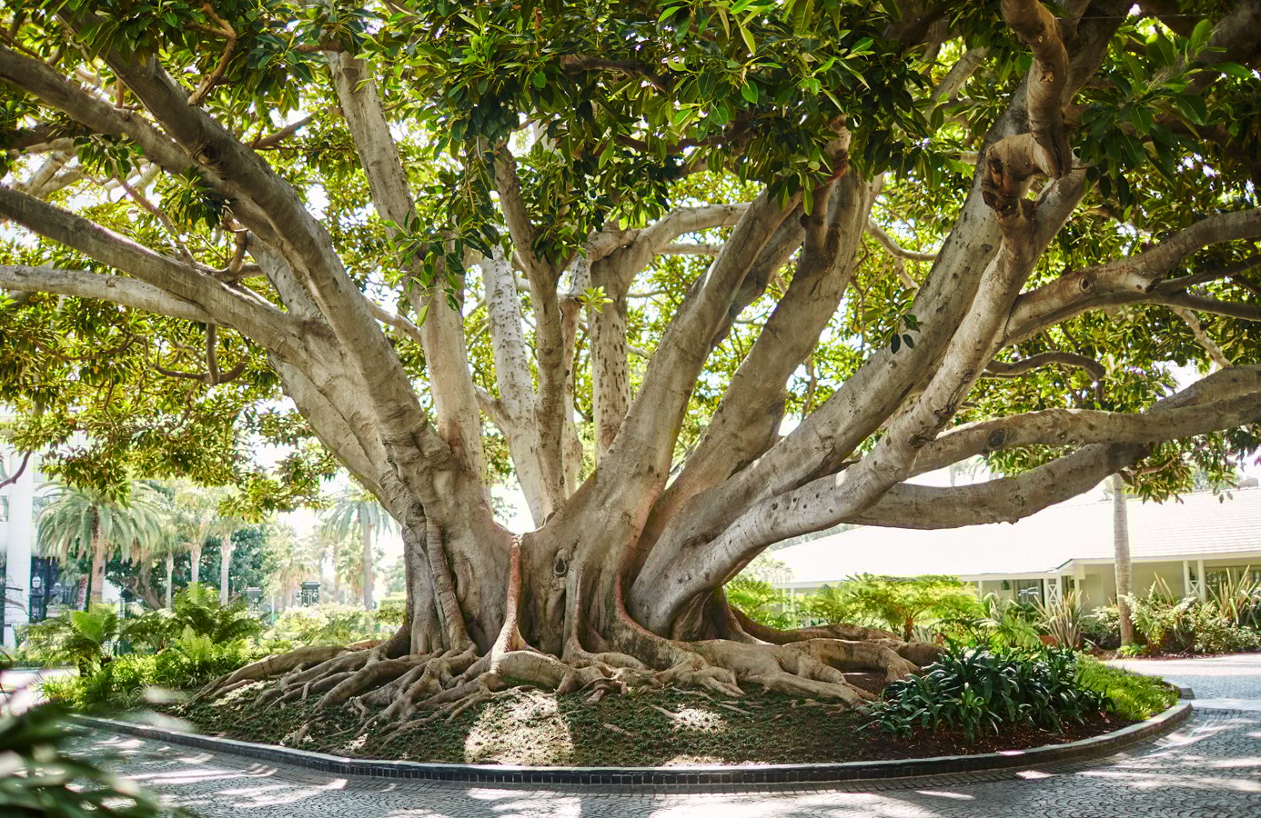 moreton bay fig tree