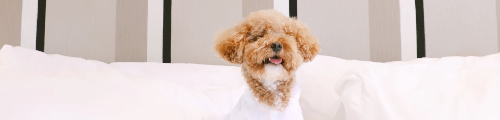 dog in hotel robe in hotel room