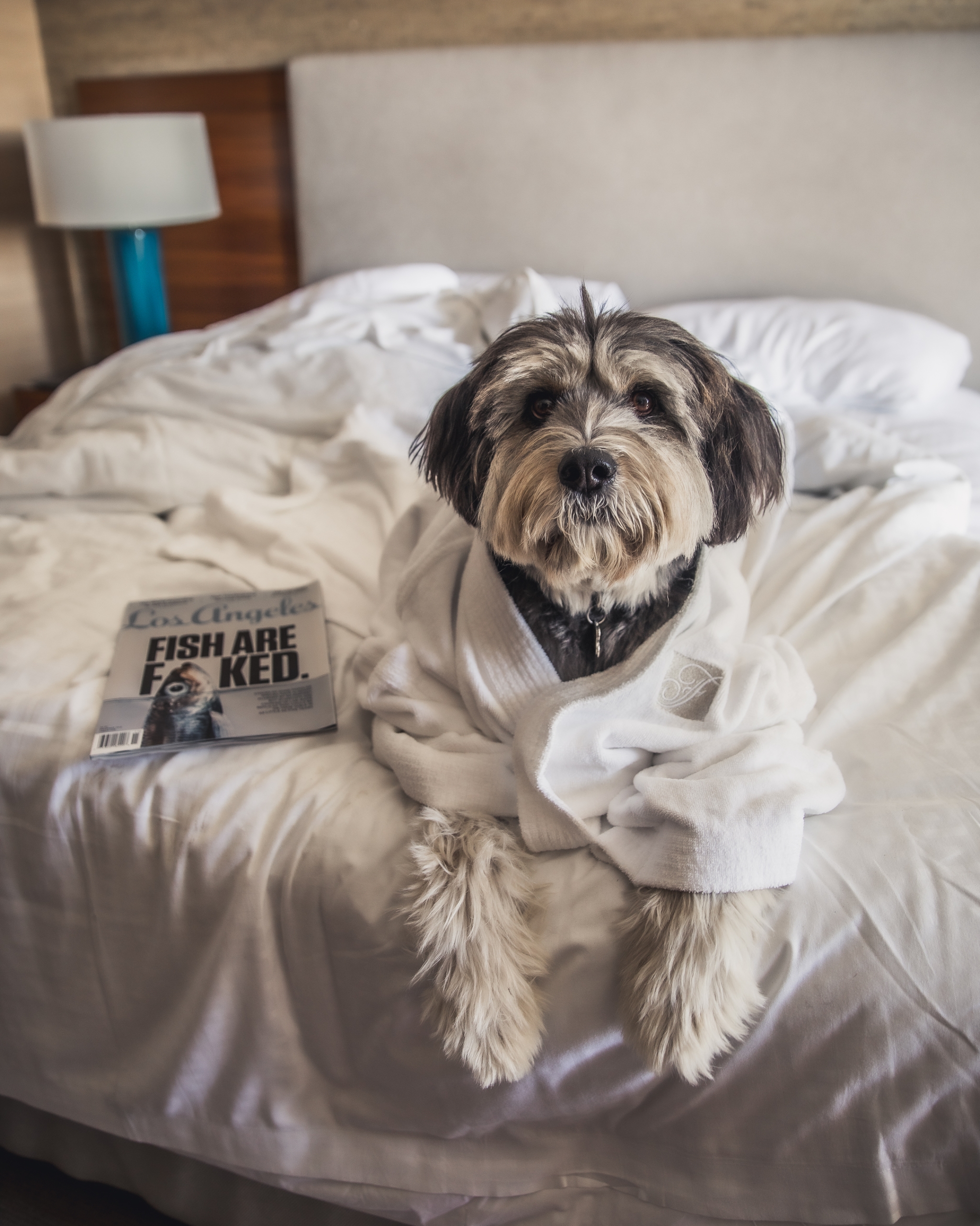 dog in hotel bed with robe on