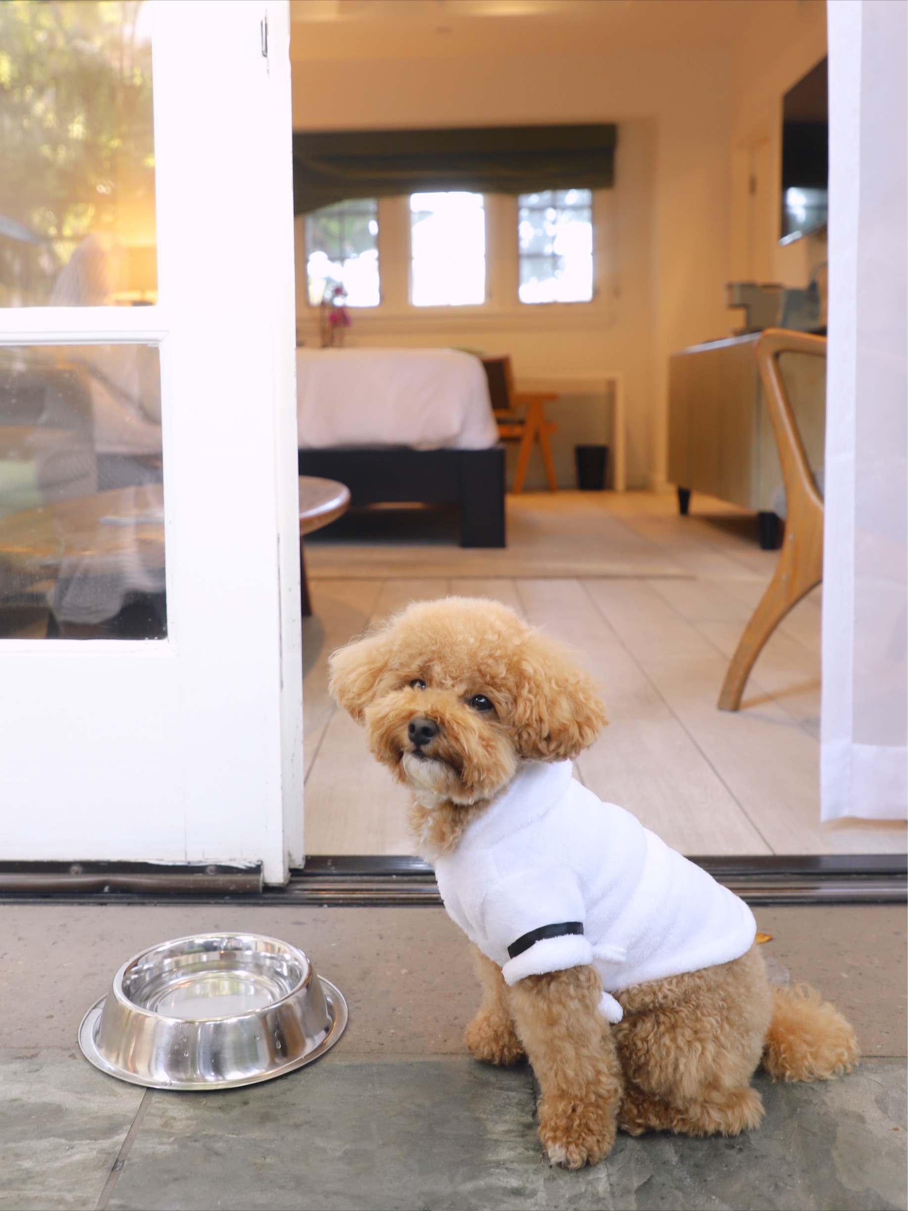 dog with dog bowl sitting on patio