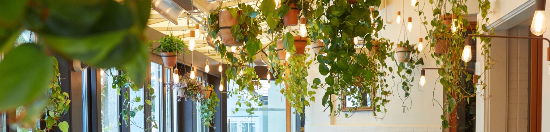 atrium of restaurant with hanging plants