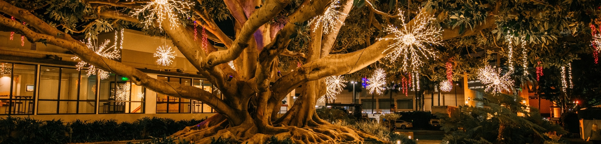 moreton bay fig tree in festive lights