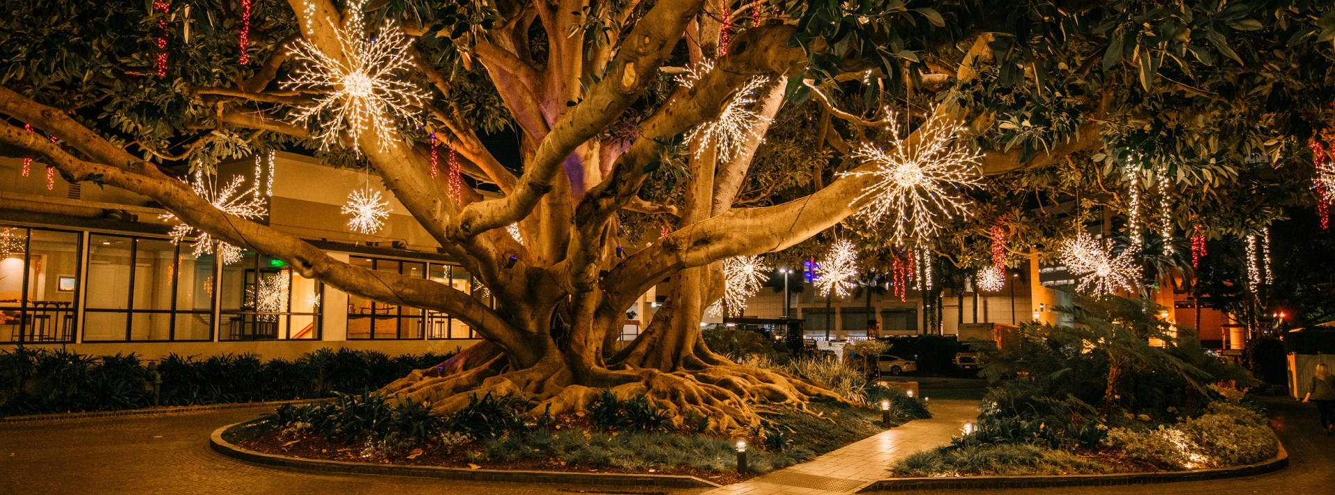 Meet Me Under The Fig Tree 2024 Fairmont Miramar