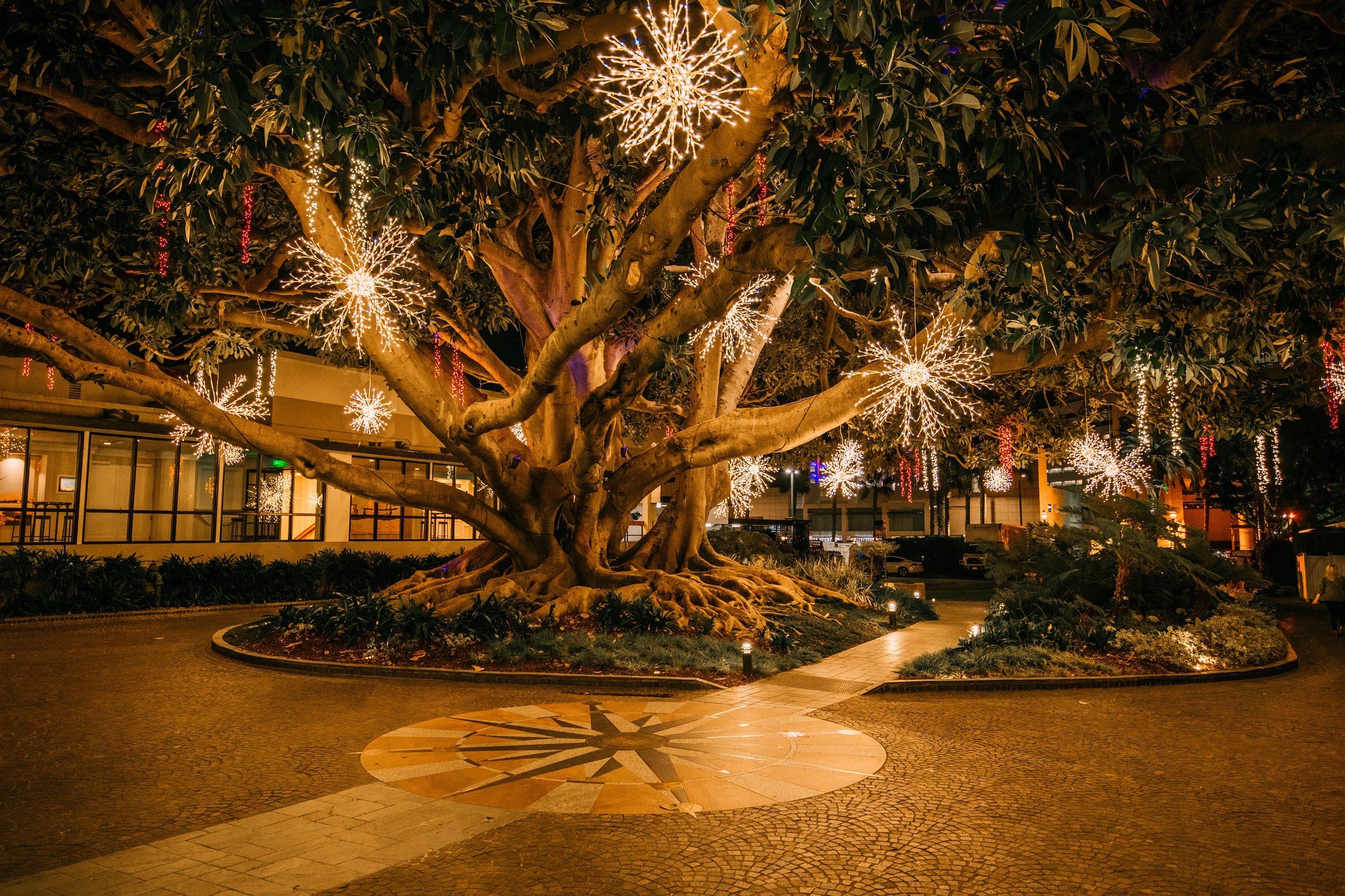 moreton bay fig tree in festive lights