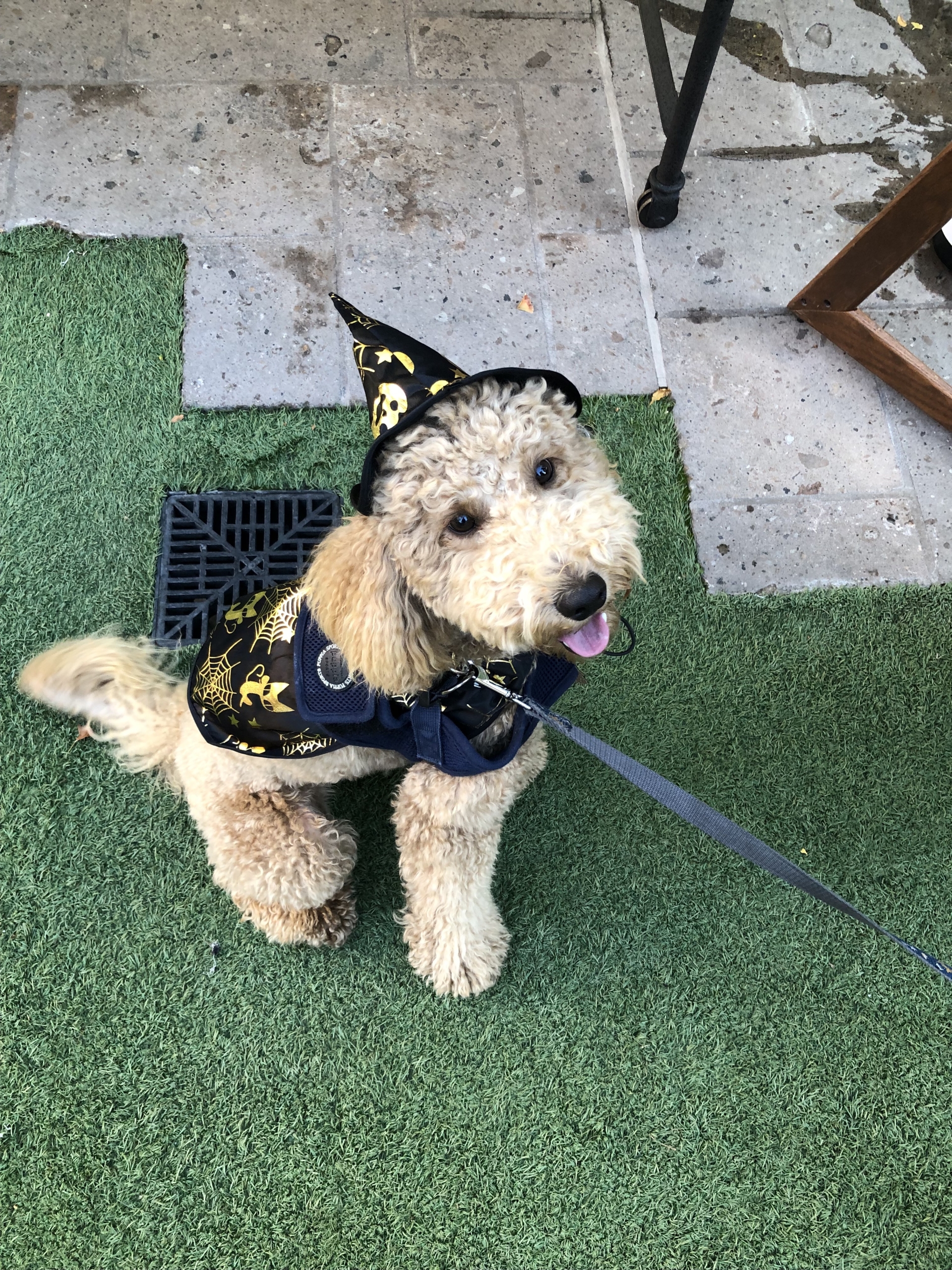 a dog dressed in a halloween wizard costume