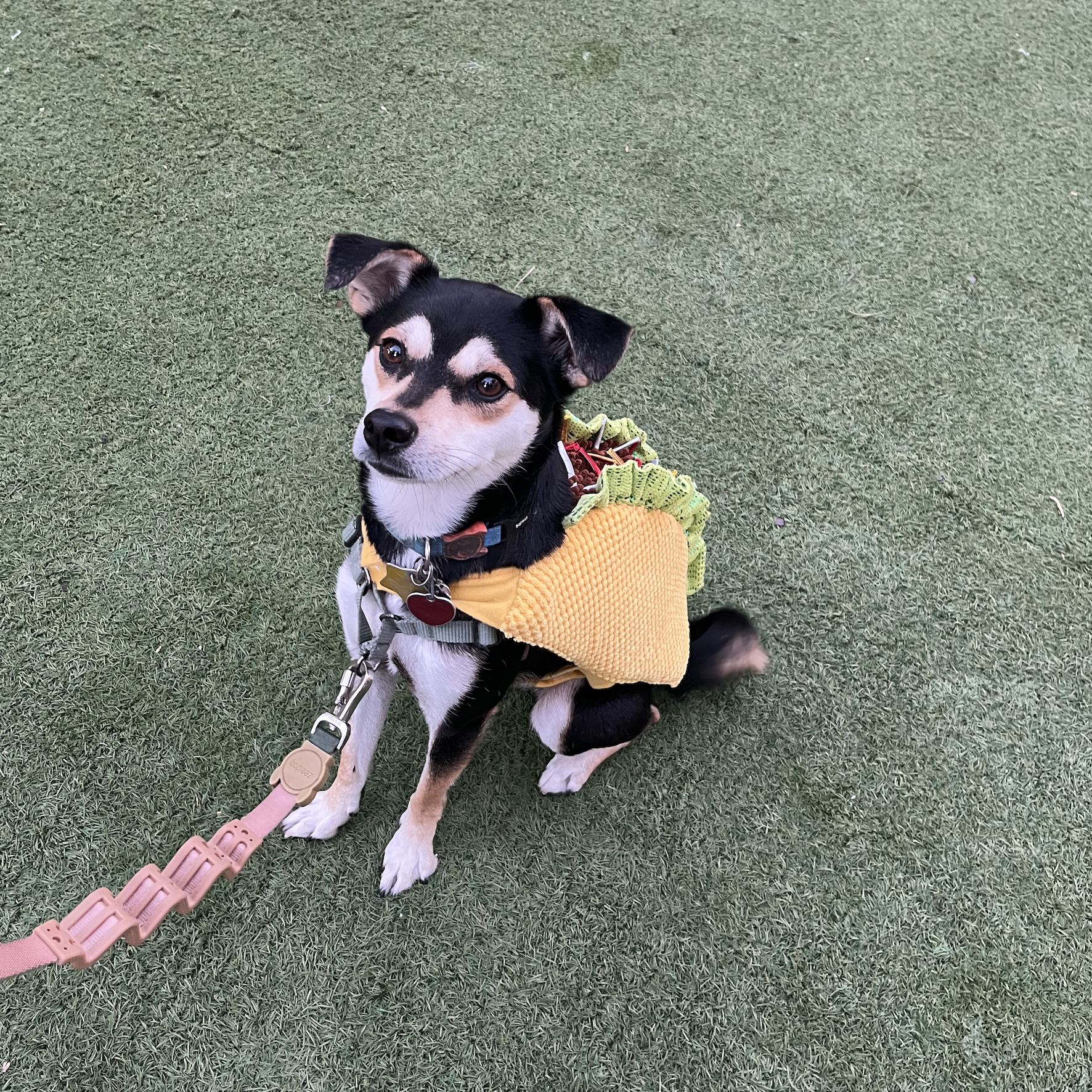 dog in a taco costume