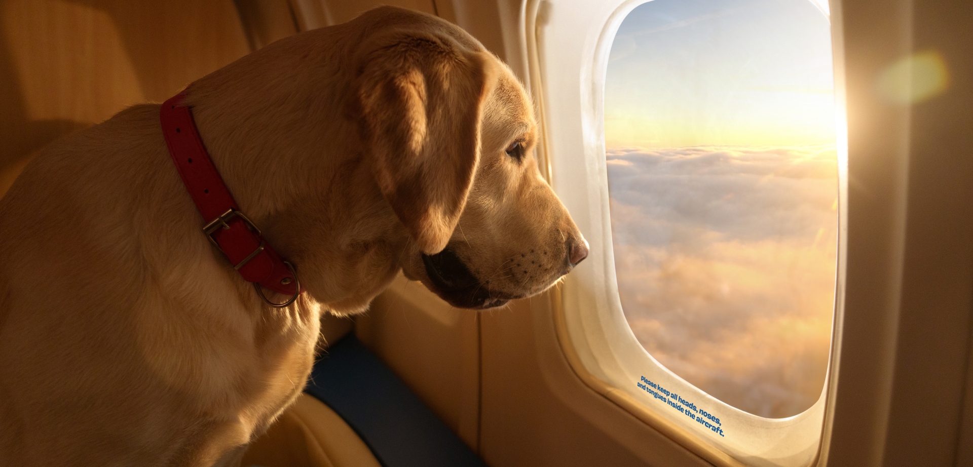 a dog looking out the airplane window